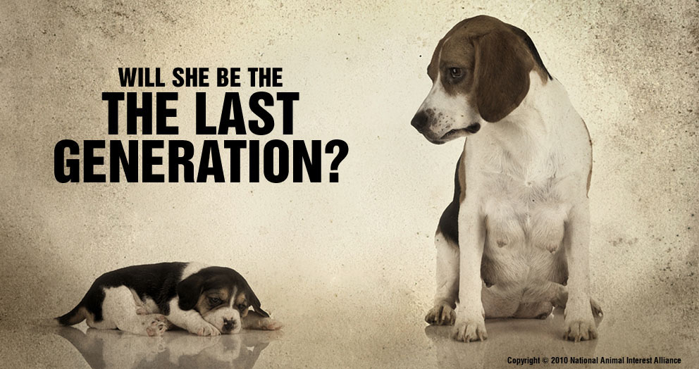 NAIA: Last Generation?